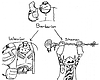 Barbarian-Class.png