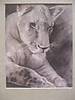 Lioness_pencil.jpg