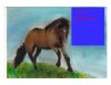 horse birthday card.jpg