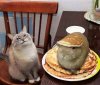 cat-rabbit-pancake.jpg
