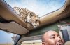 cheetahcar.jpg