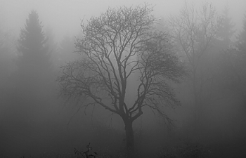 Misty Tree.png