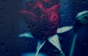 Raindrop Rose.png
