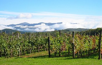 Travels through Farynshire: Mountain wine