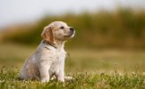 Labrador-puppy-iStock-513469427-740x459.jpg