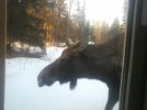 morning moose.jpg