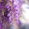 intrepidwisteria