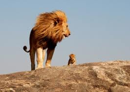 lionbaby