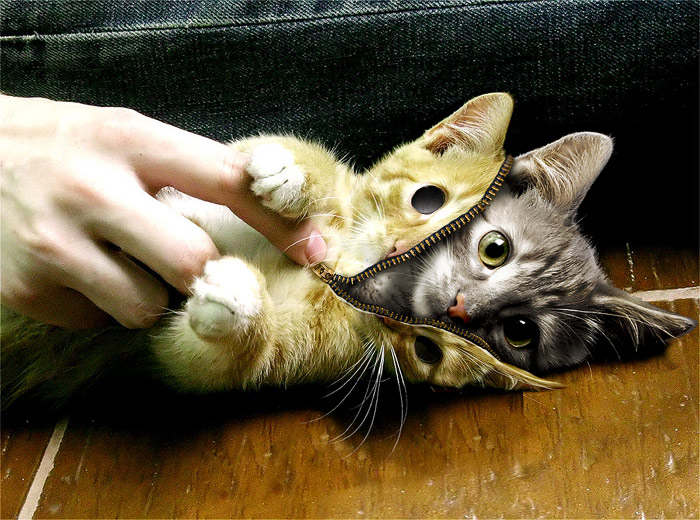 Skin a Cat
