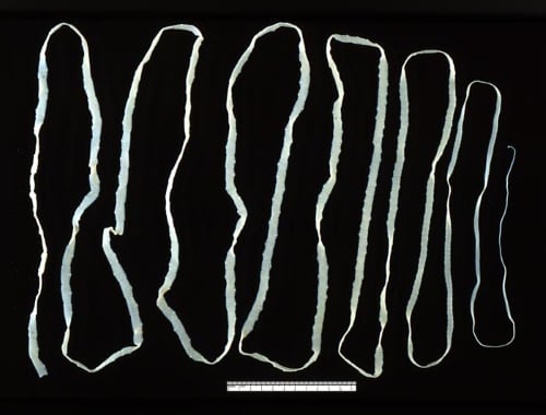 Tapeworm